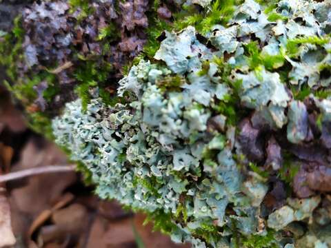 Image of Hammered shield lichen