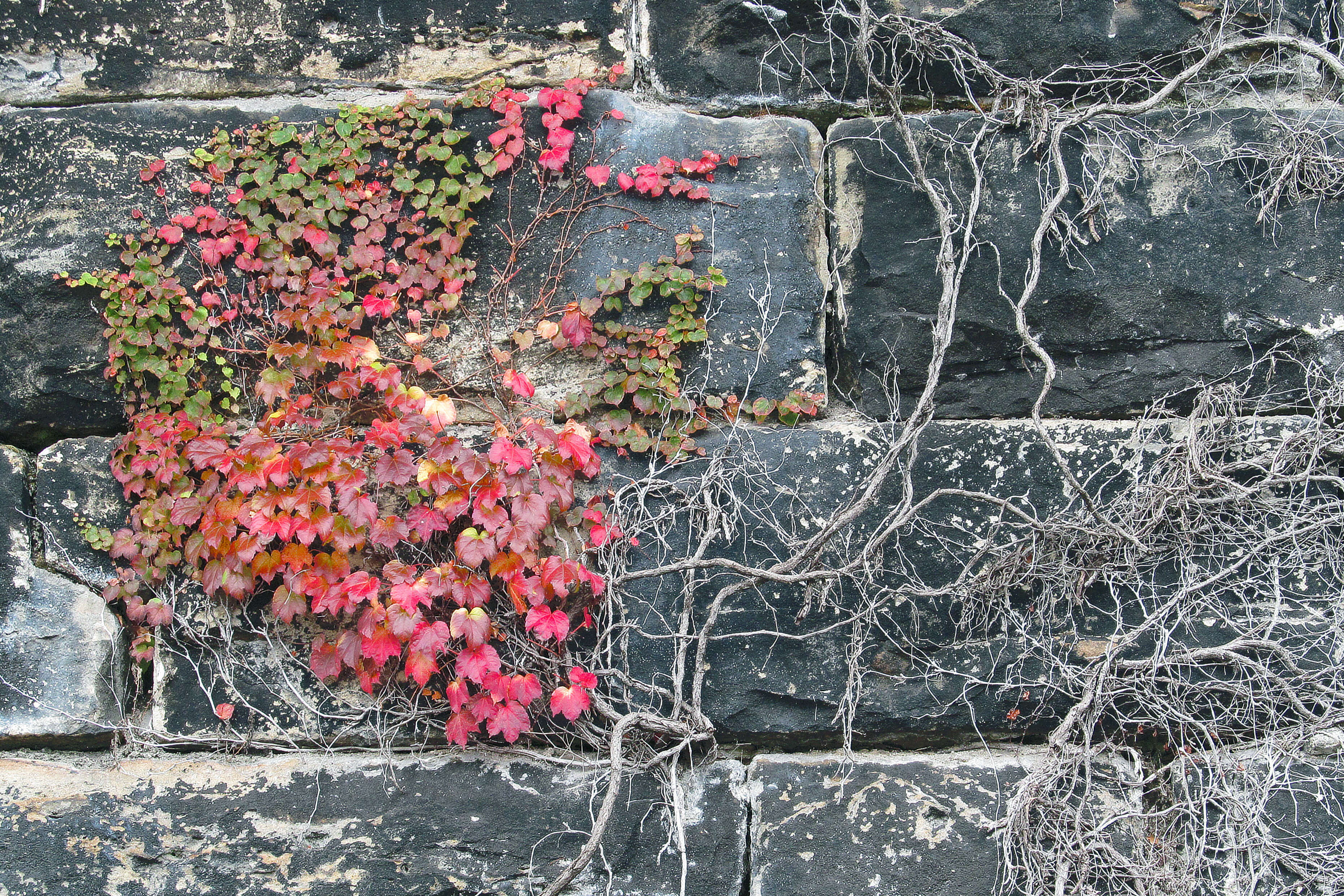 Image of Japanese Creeper