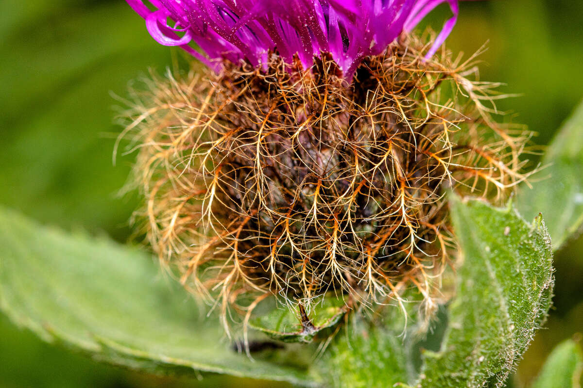 Centaurea nervosa Willd. resmi