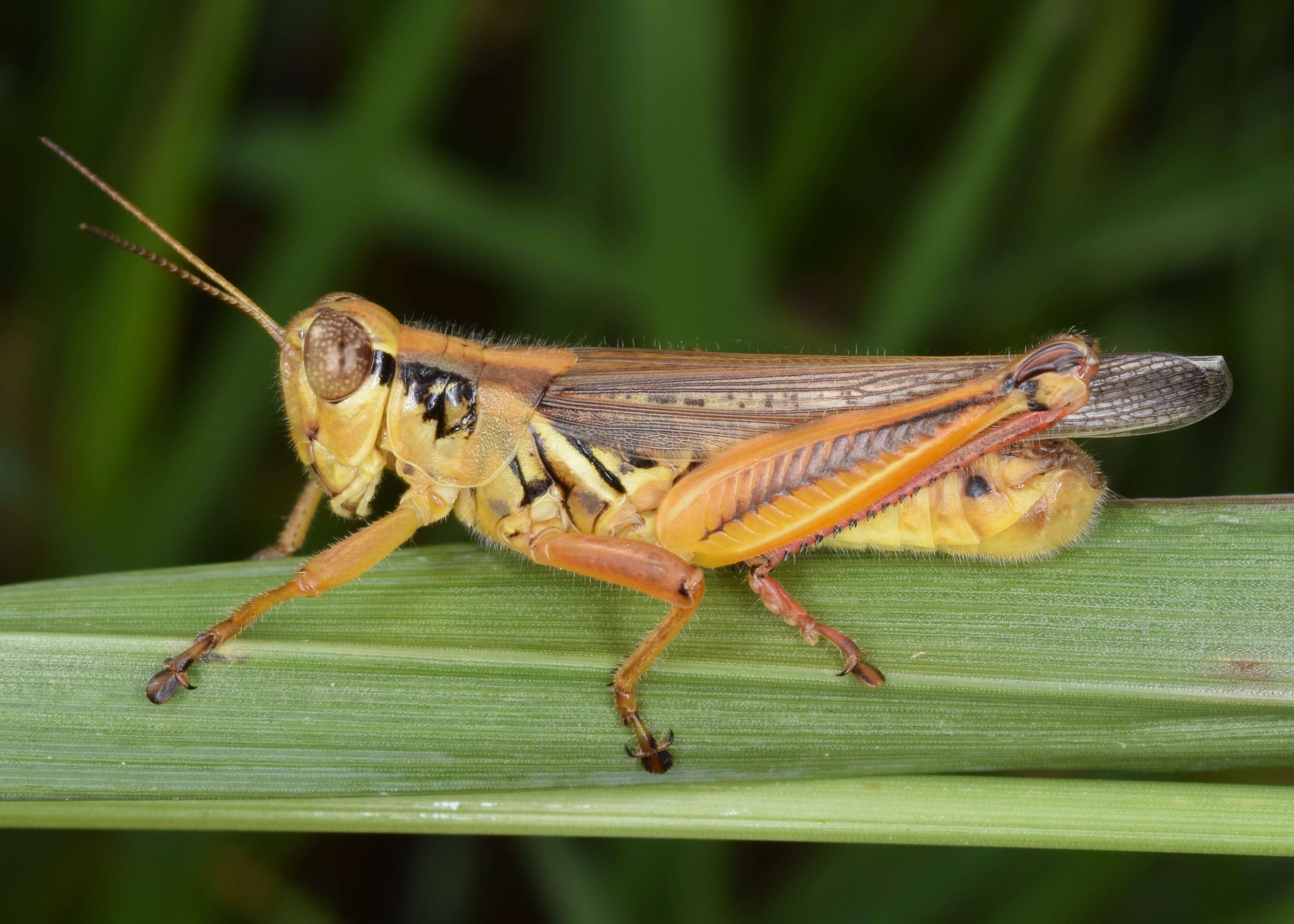 Melanoplus femurrubrum (De Geer 1773)的圖片