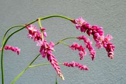 Persicaria orientalis (L.) Spach resmi