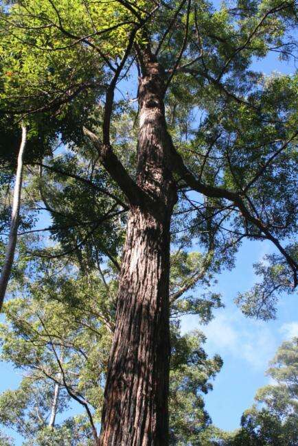 Image of northern gray ironbark