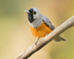 Image of Black-faced Monarch