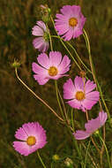 Image of garden cosmos