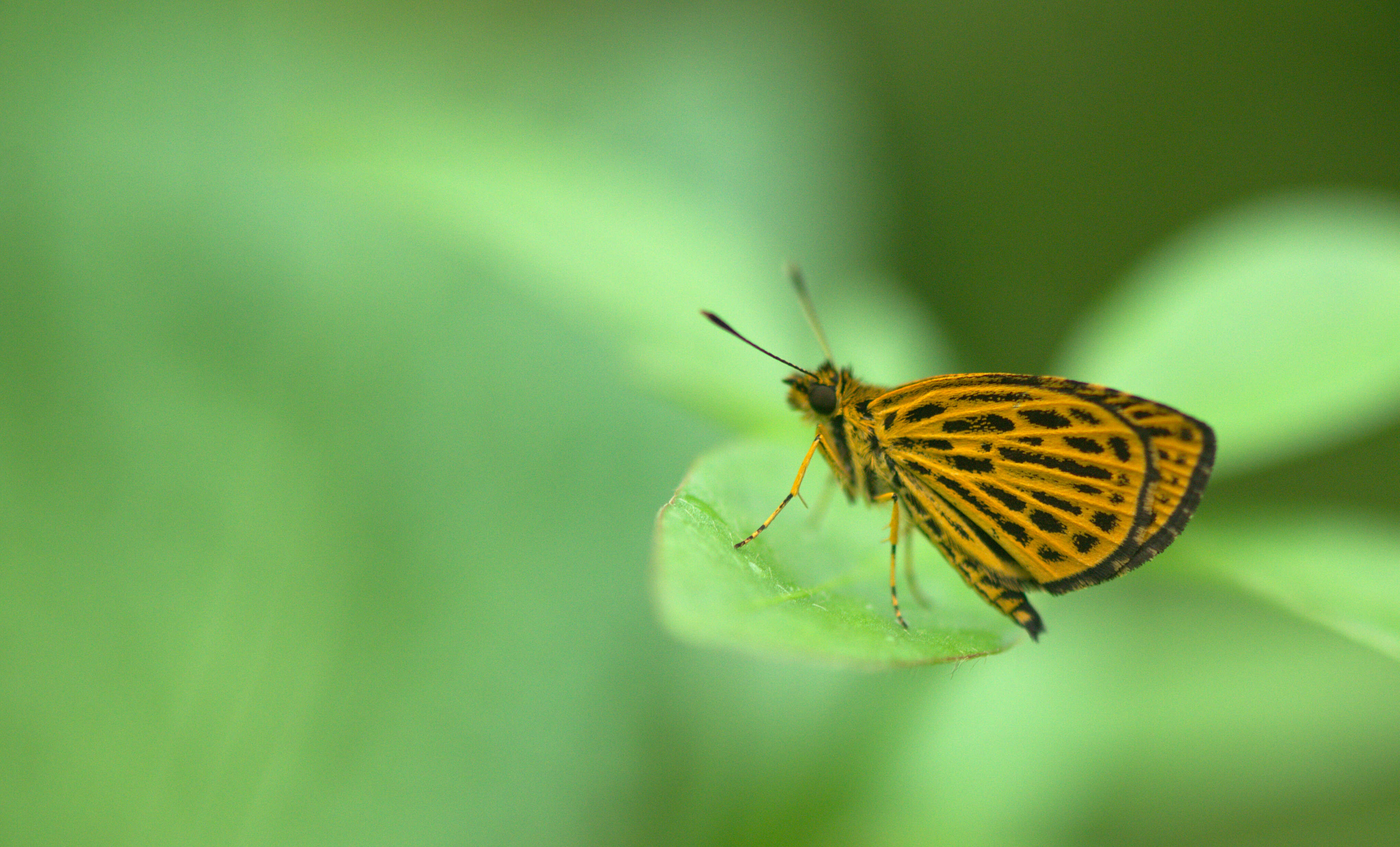 Image of Ampittia subvittatus