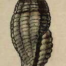 Image of Hemilienardia albostrigata (Baird 1873)