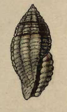 Image of Hemilienardia albostrigata (Baird 1873)