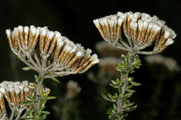 Image of Strandveld Blombush