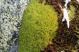 Image of Fragile tortella moss