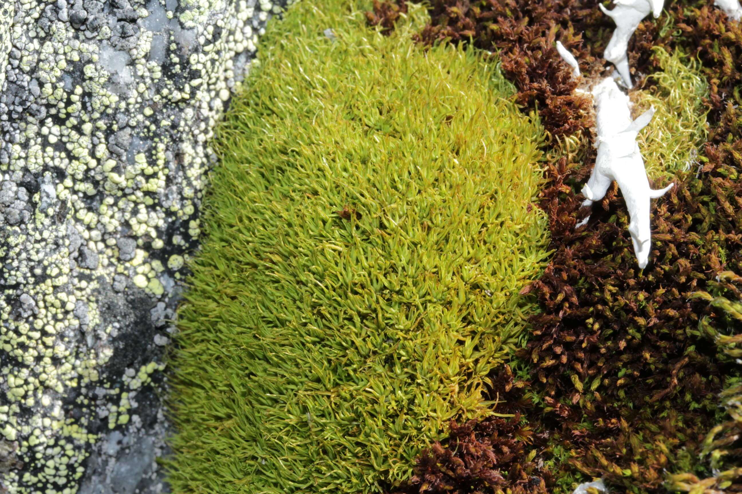 Image of Fragile tortella moss