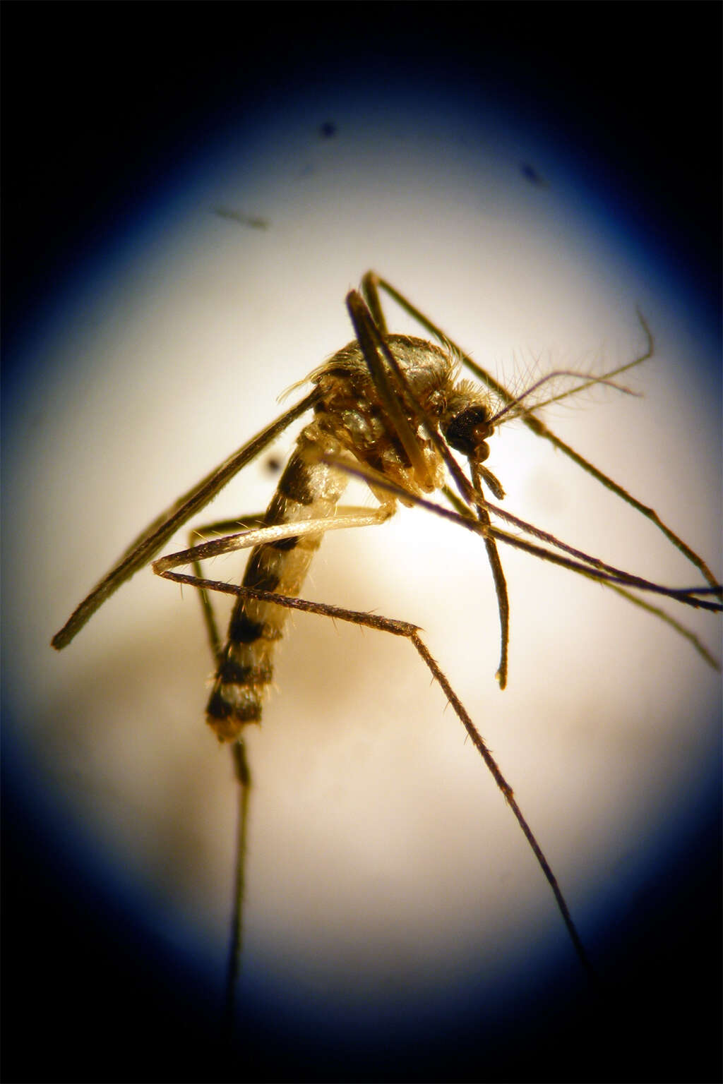 Image of Eastern Treehole Mosquito