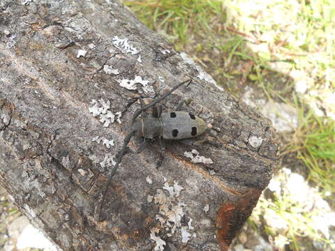 Image of Long-horned beetle