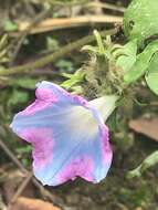 Image of Ivyleaf morning-glory