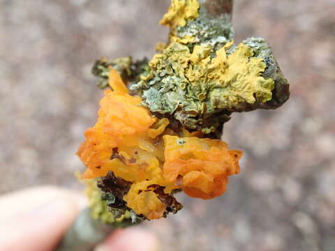 Image of Witches butter