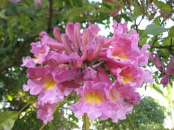 صورة Handroanthus heptaphyllus (Mart.) Mattos