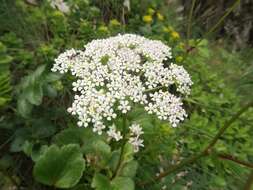 Ligusticum scoticum L. resmi