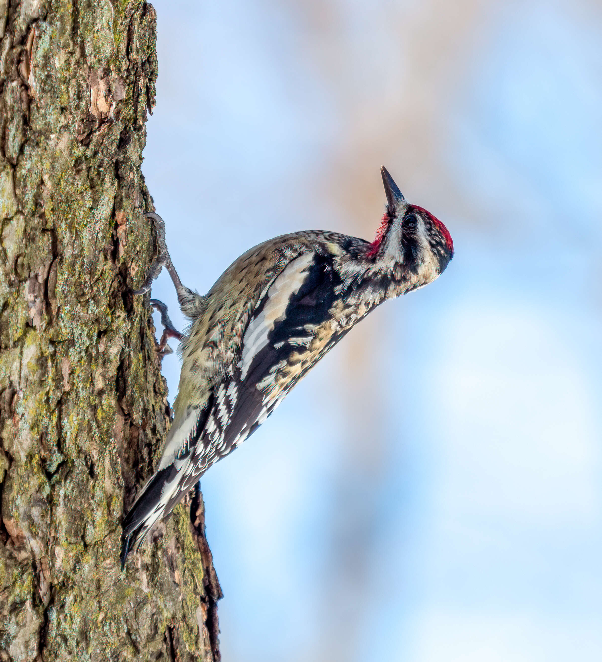 Image of Sapsucker