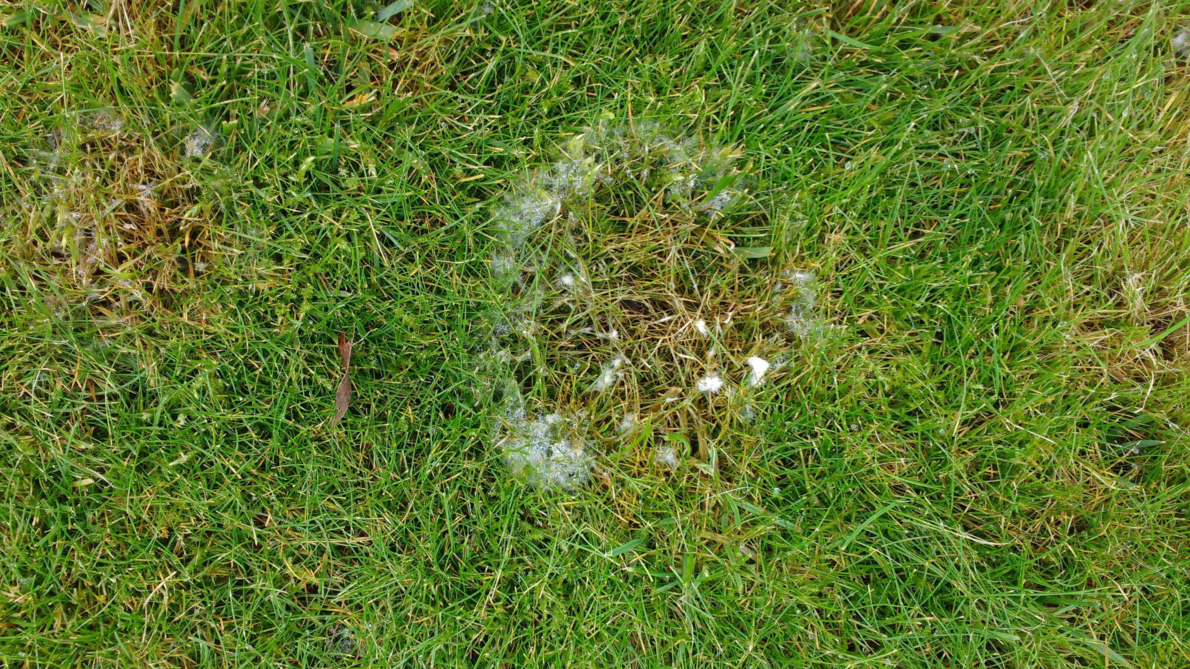 Image of Pink Snow Mold