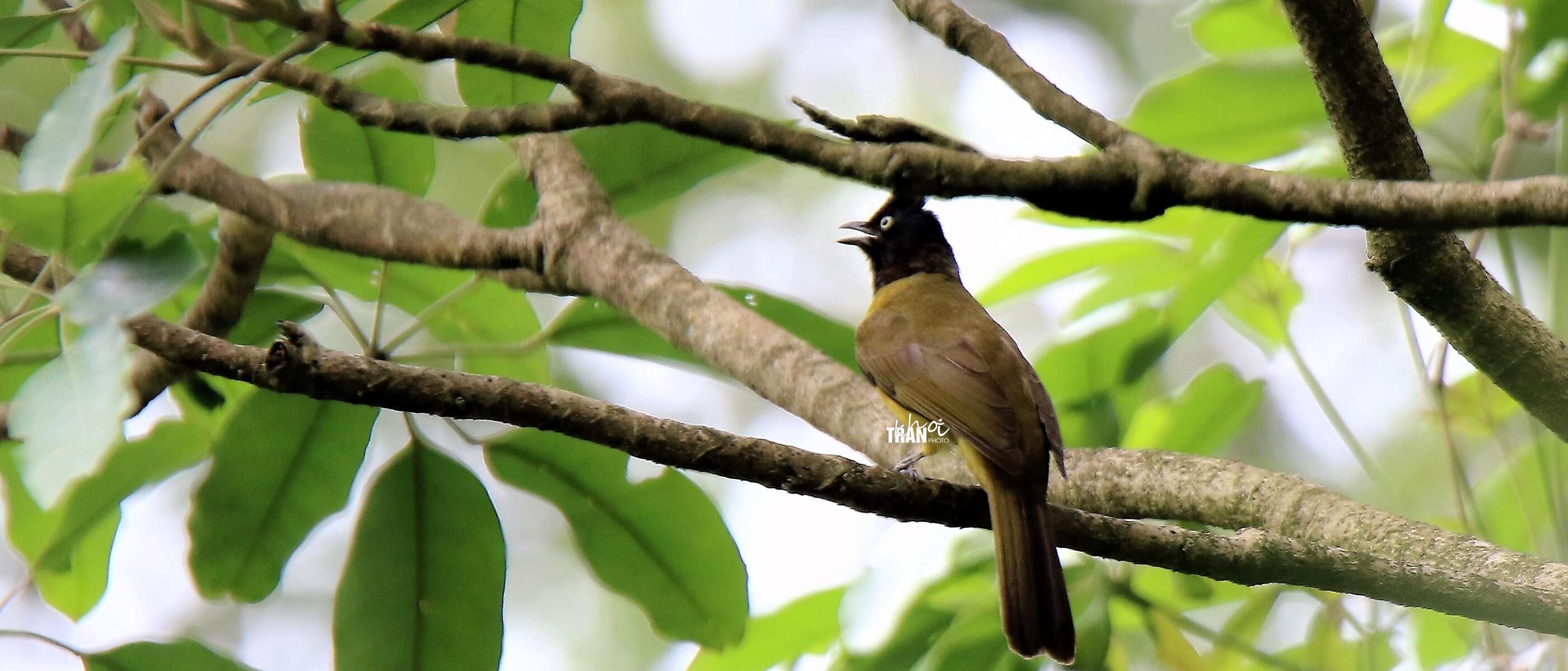 黑冠黃鵯的圖片