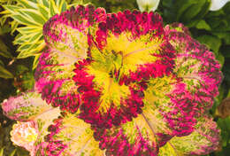 Image of common coleus