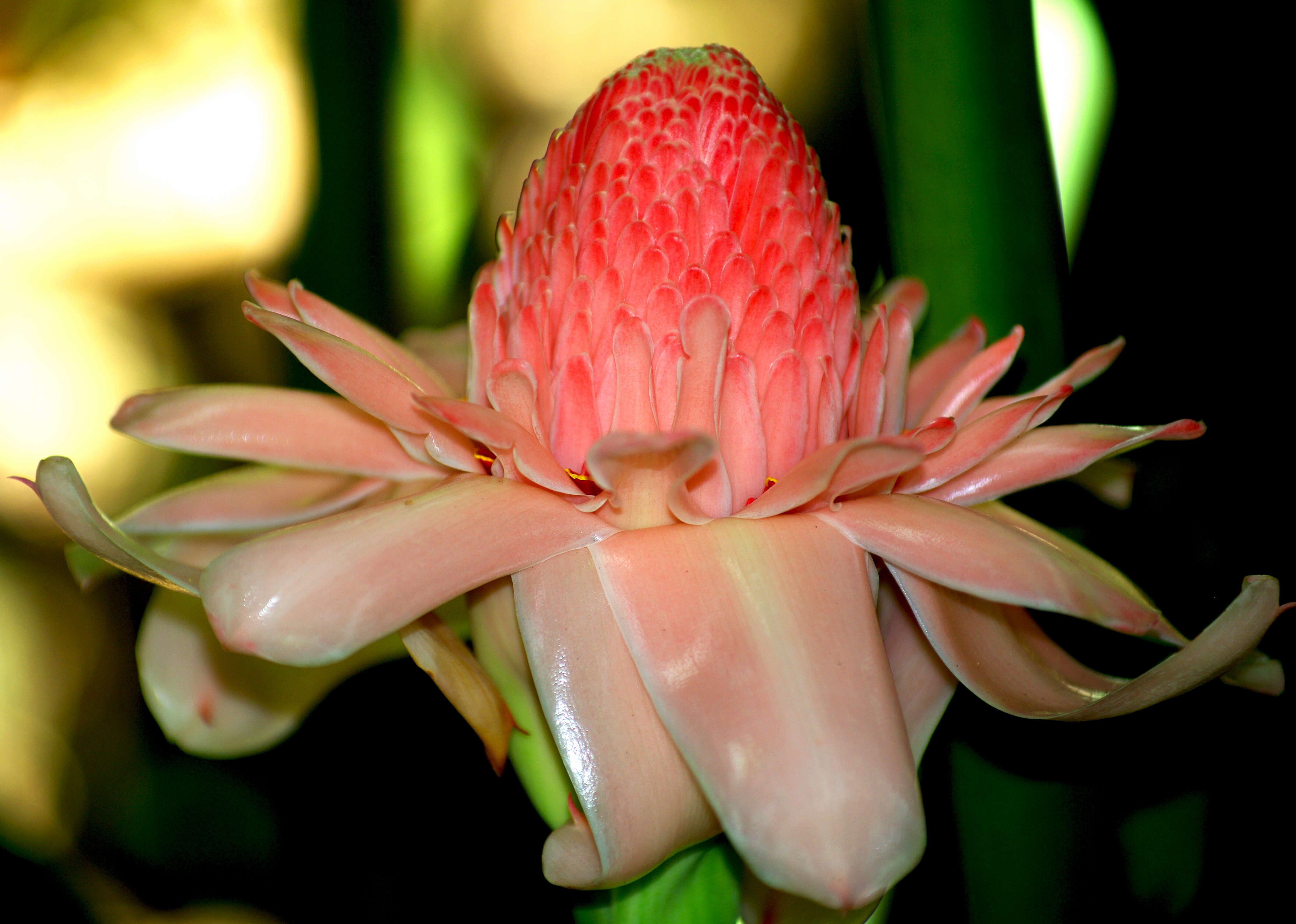 Image of Philippine Waxflower