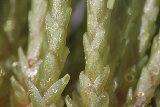 Image of Schleicher's bryum moss