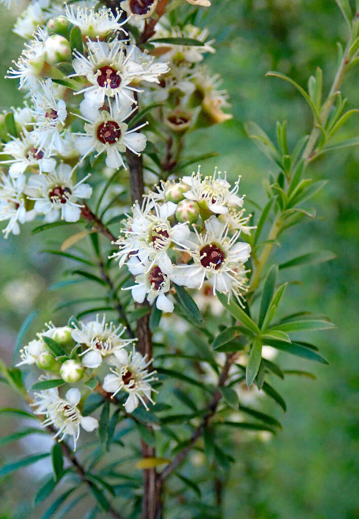 Plancia ëd Kunzea robusta de Lange & Toelken