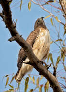 Image of Red-tailed Hawk