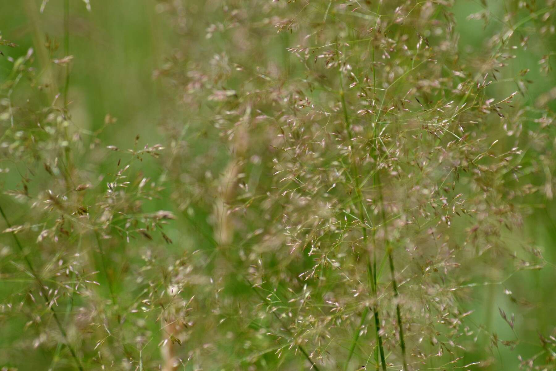 Image de Agrostis commun