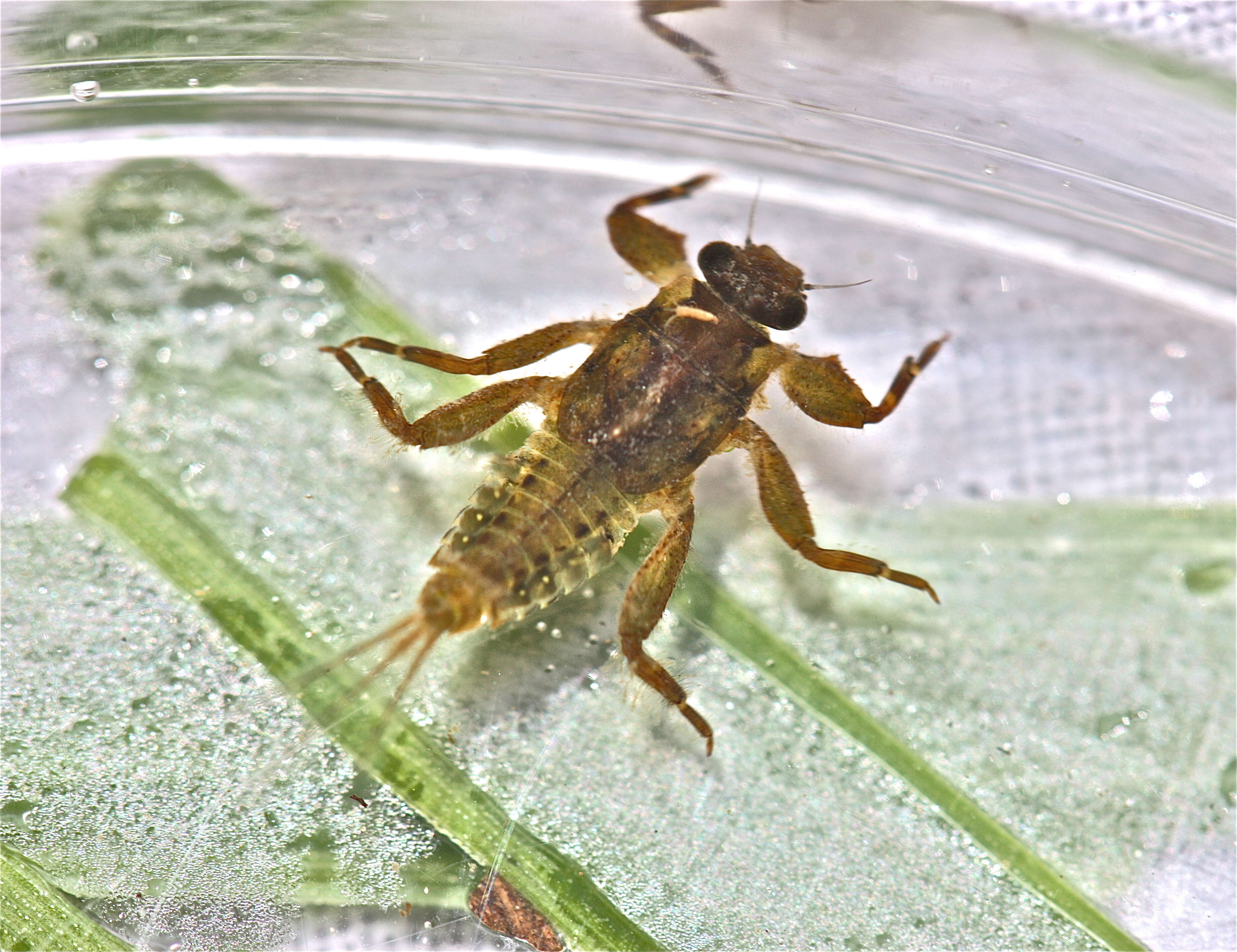 Image of Drunella tuberculata (Morgan 1911)