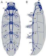 Image of water bears