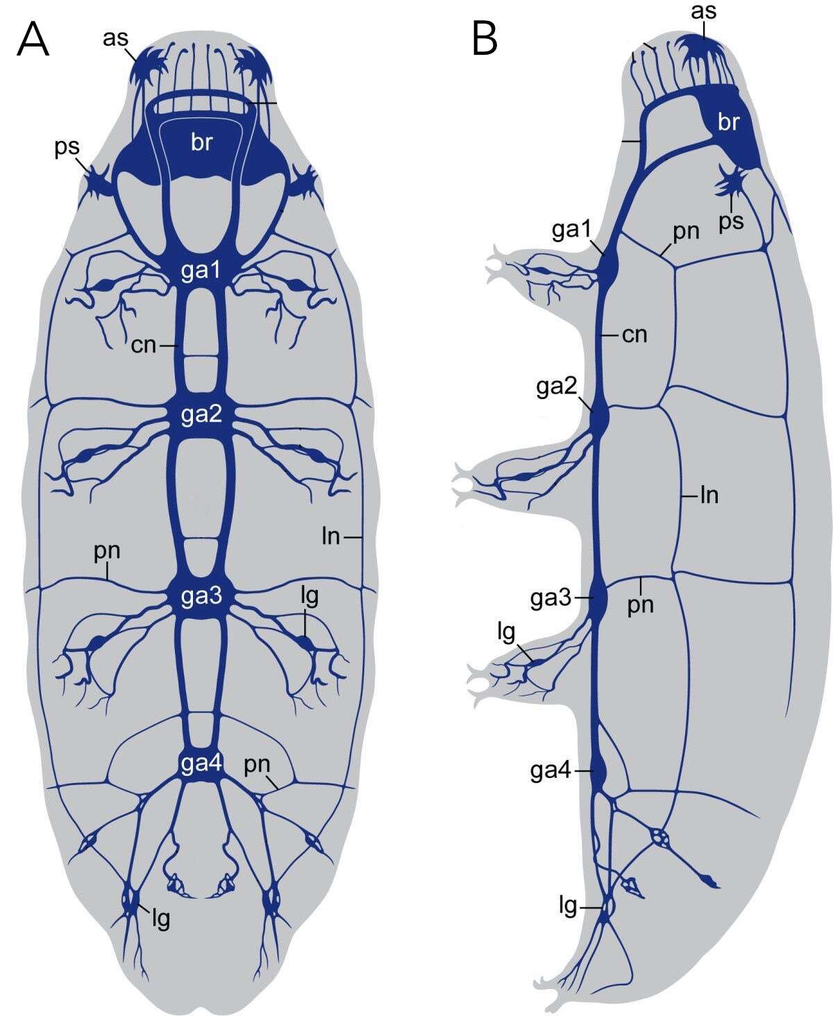 Image of water bears