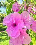 Слика од Ipomoea carnea Jacq.