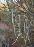 Image of Acacia ramulosa W. Fitzg.