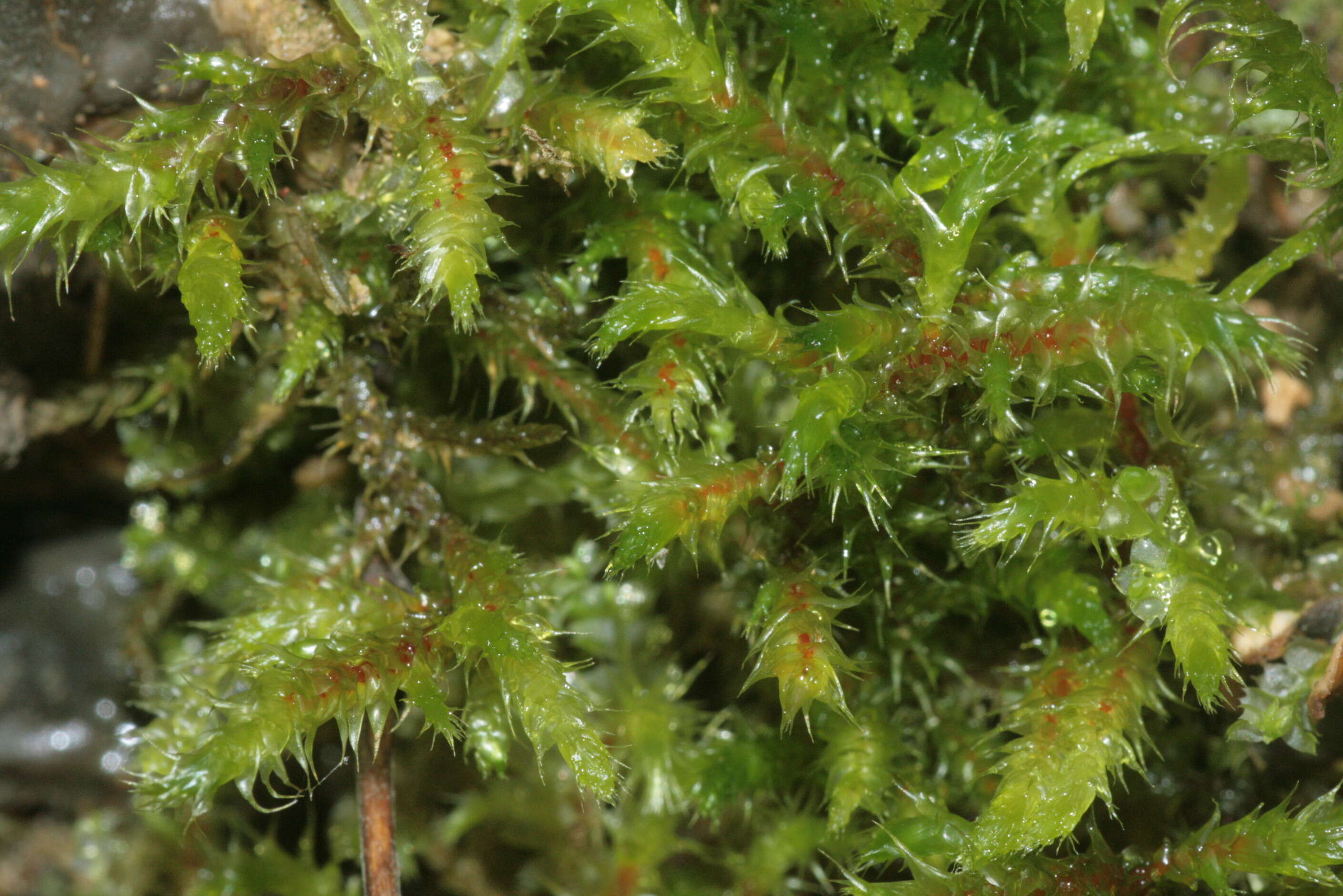 Image of square goose neck moss