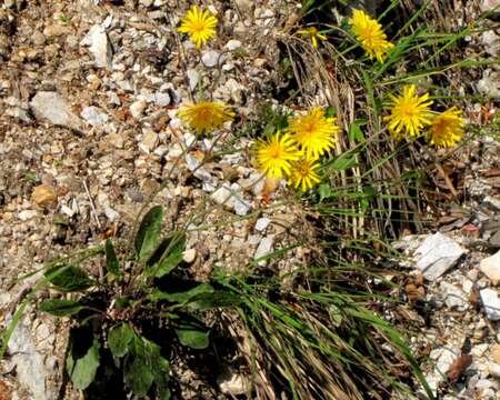 Image of Hieracium bifidum Kit.