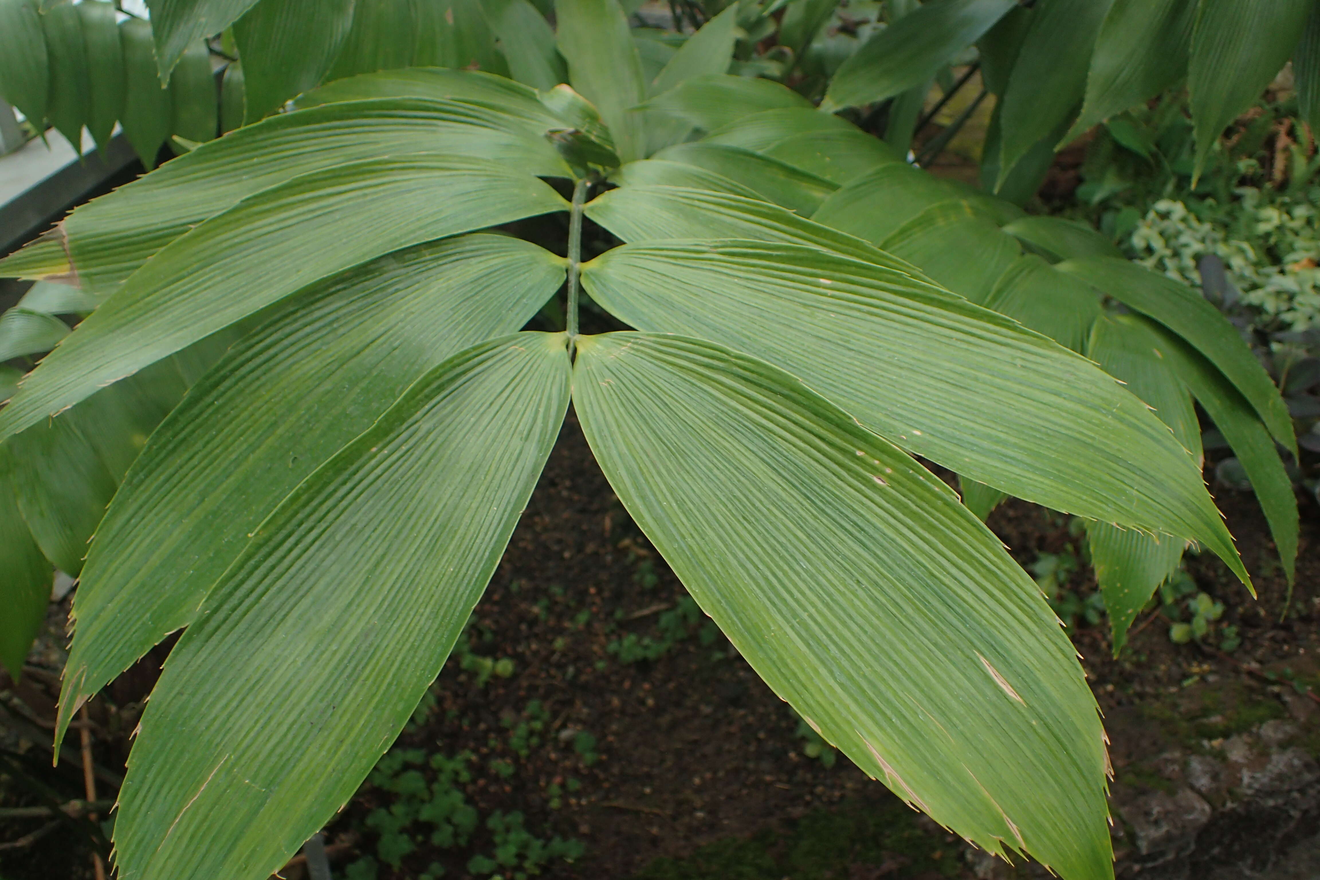 Image de Zamia neurophyllidia D. W. Stev.