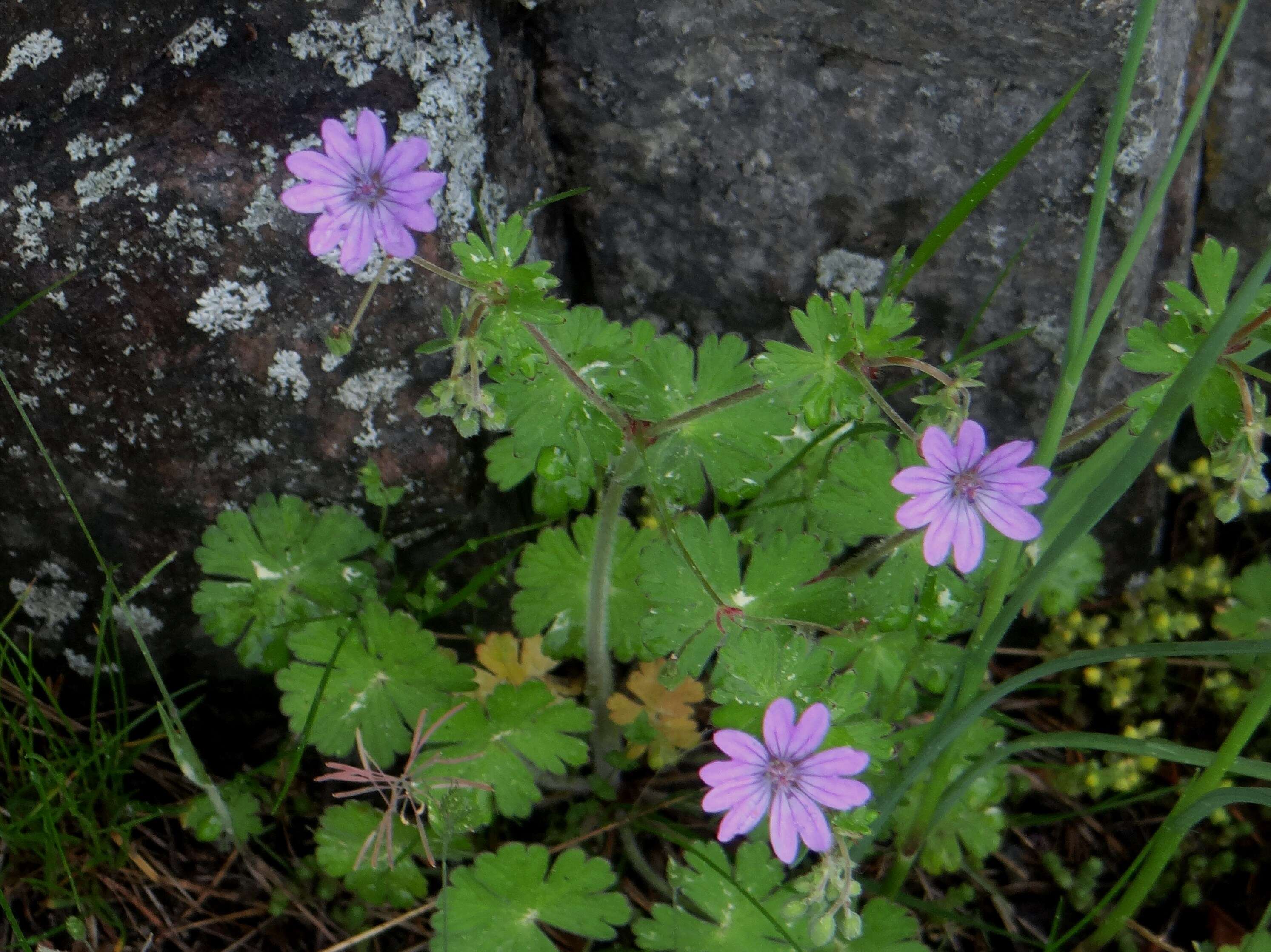 Image of hedgerow geranium