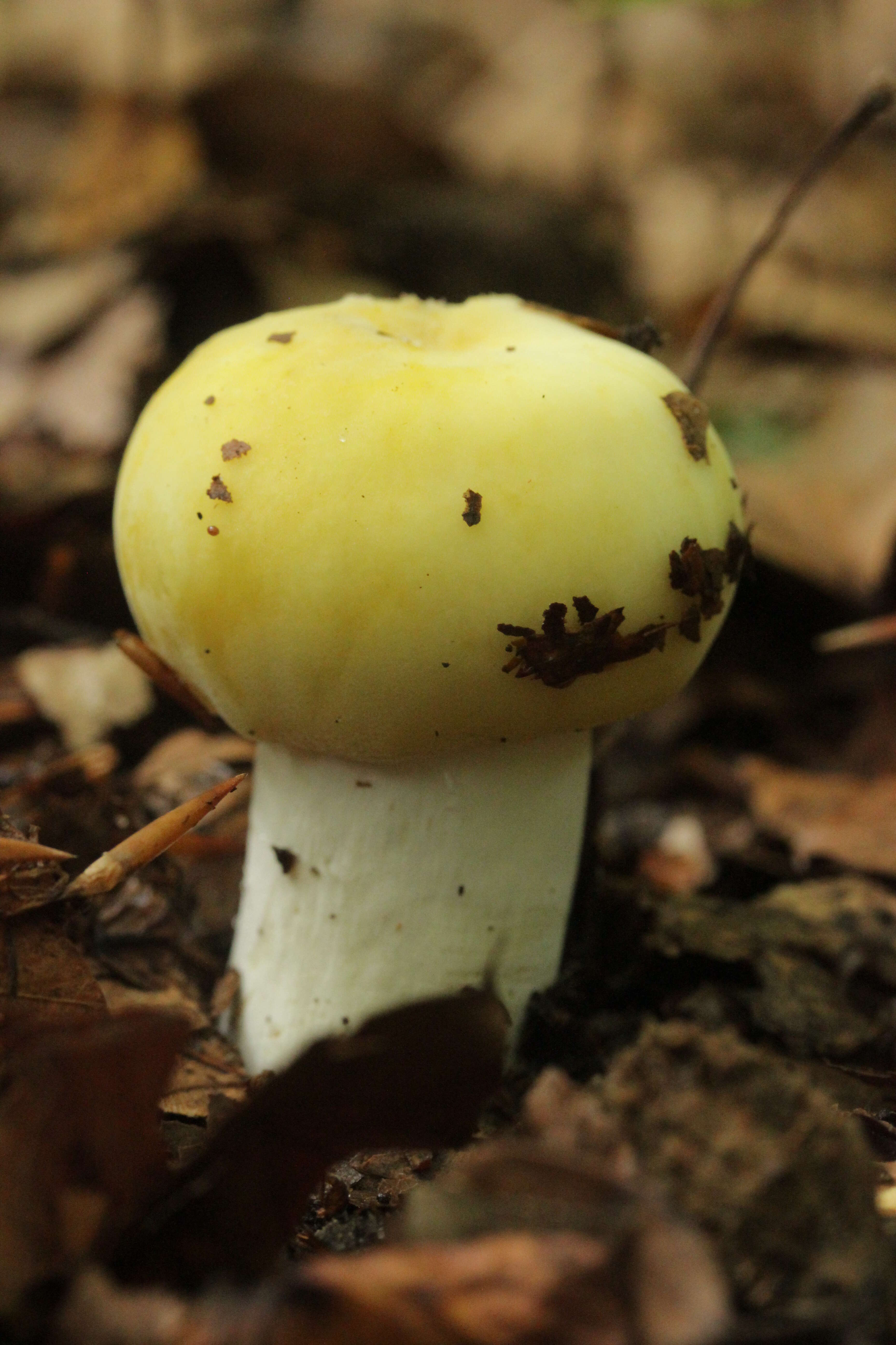 صورة Russula violeipes Quél. 1898