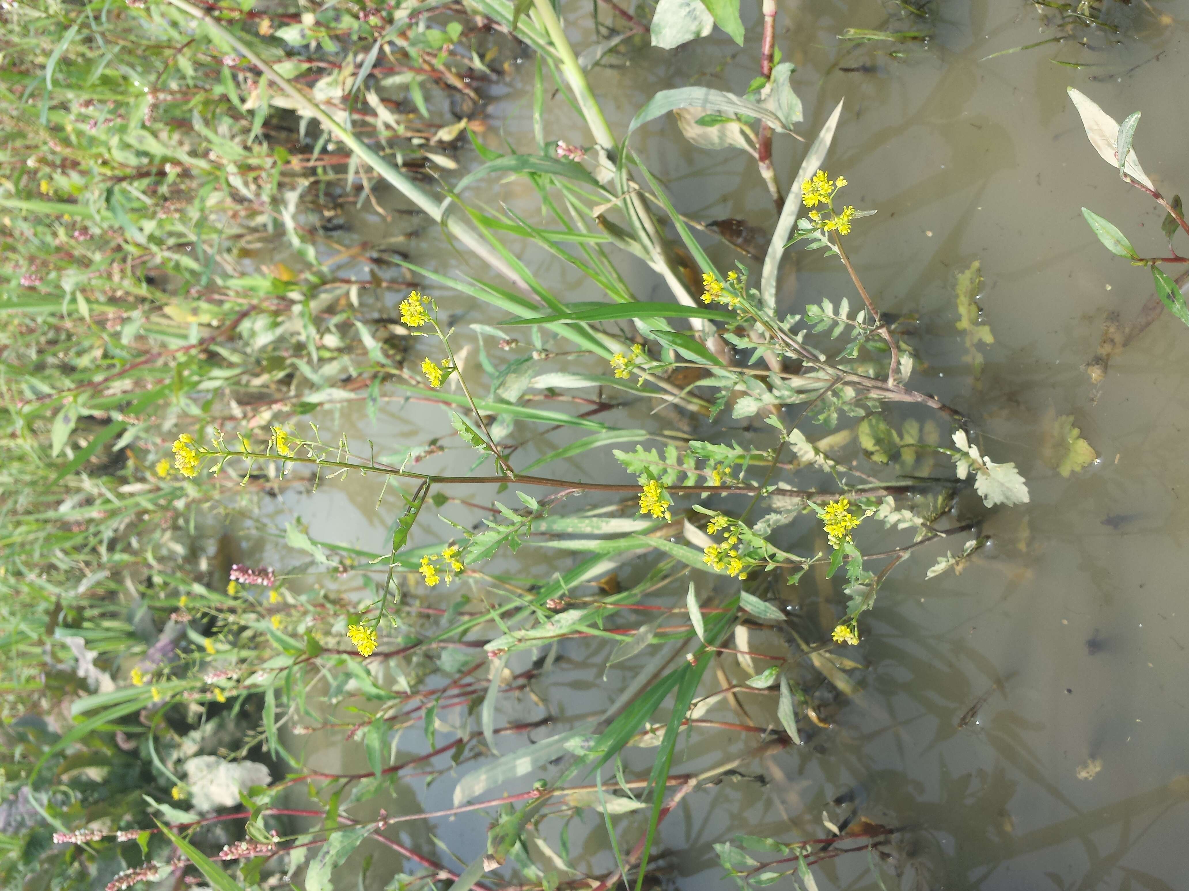 Image de rorippe à petites fleurs