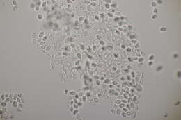 Image of Snowy Waxcap