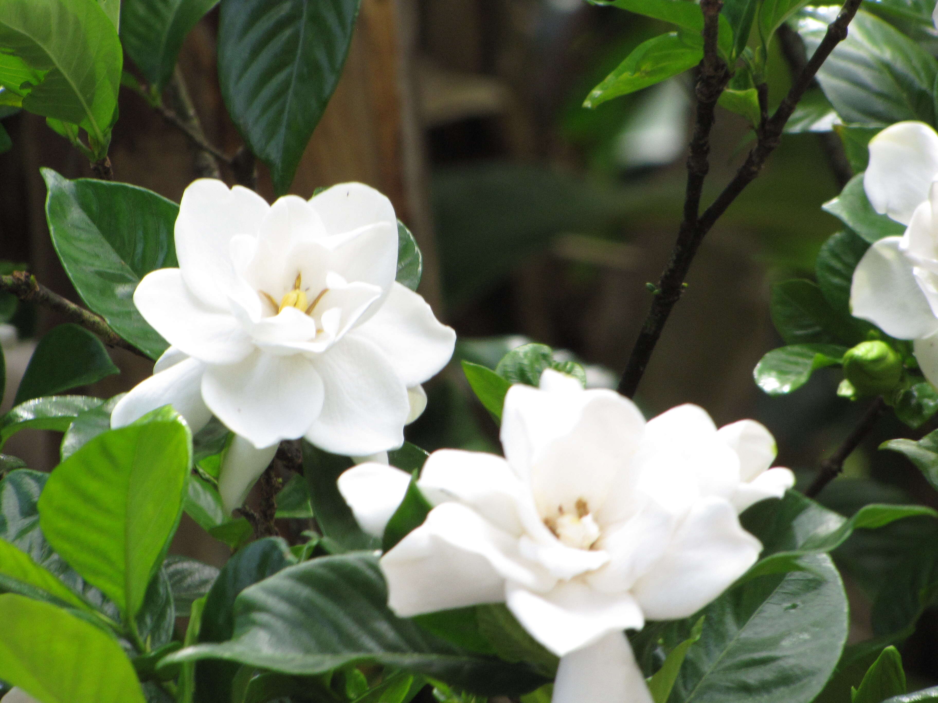 Image of Cape jasmine