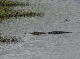 Image of alligators