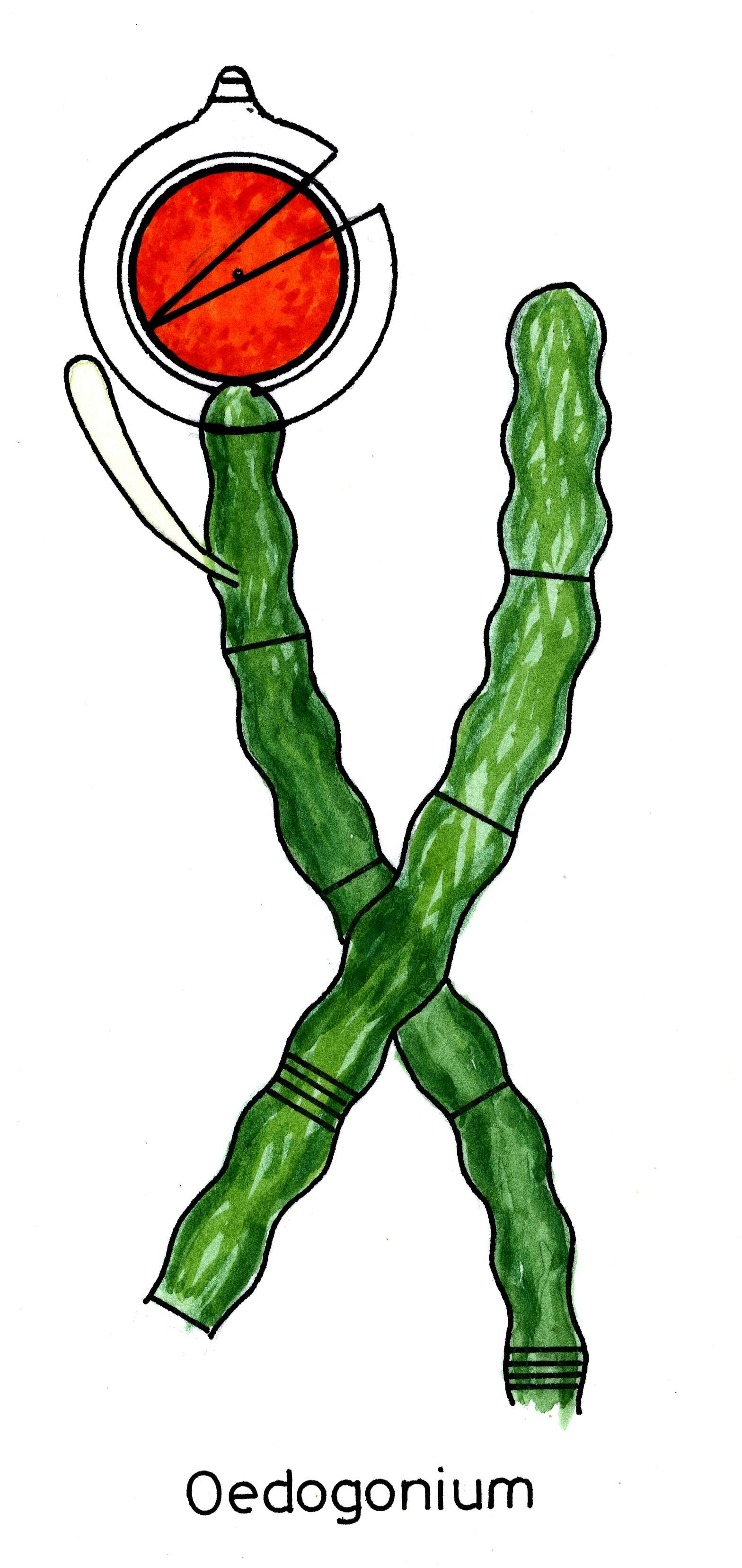 oedogonium diagram