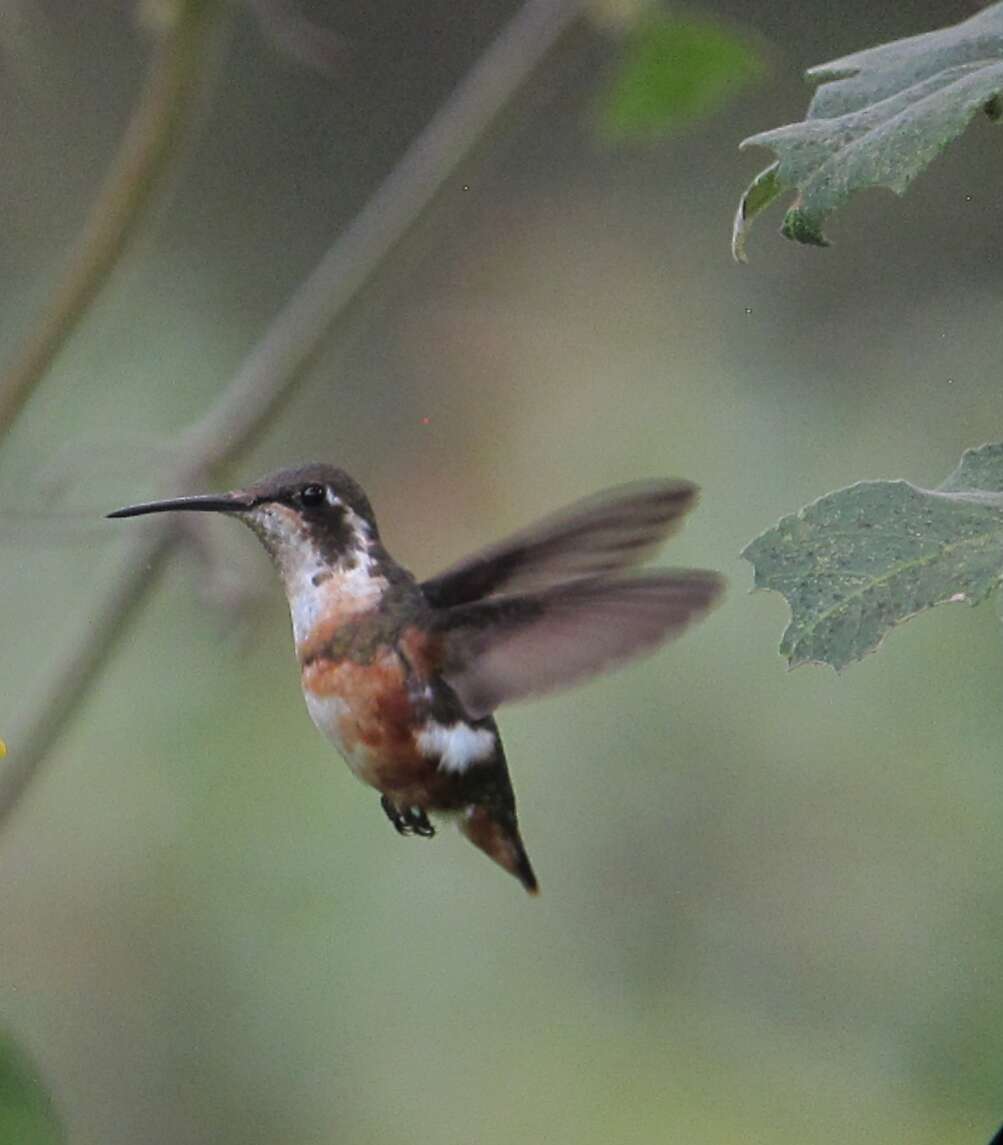 Image de Colibri de Mulsant