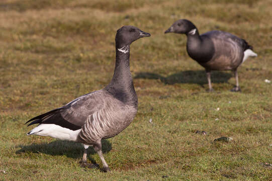 Image of Brant Goose