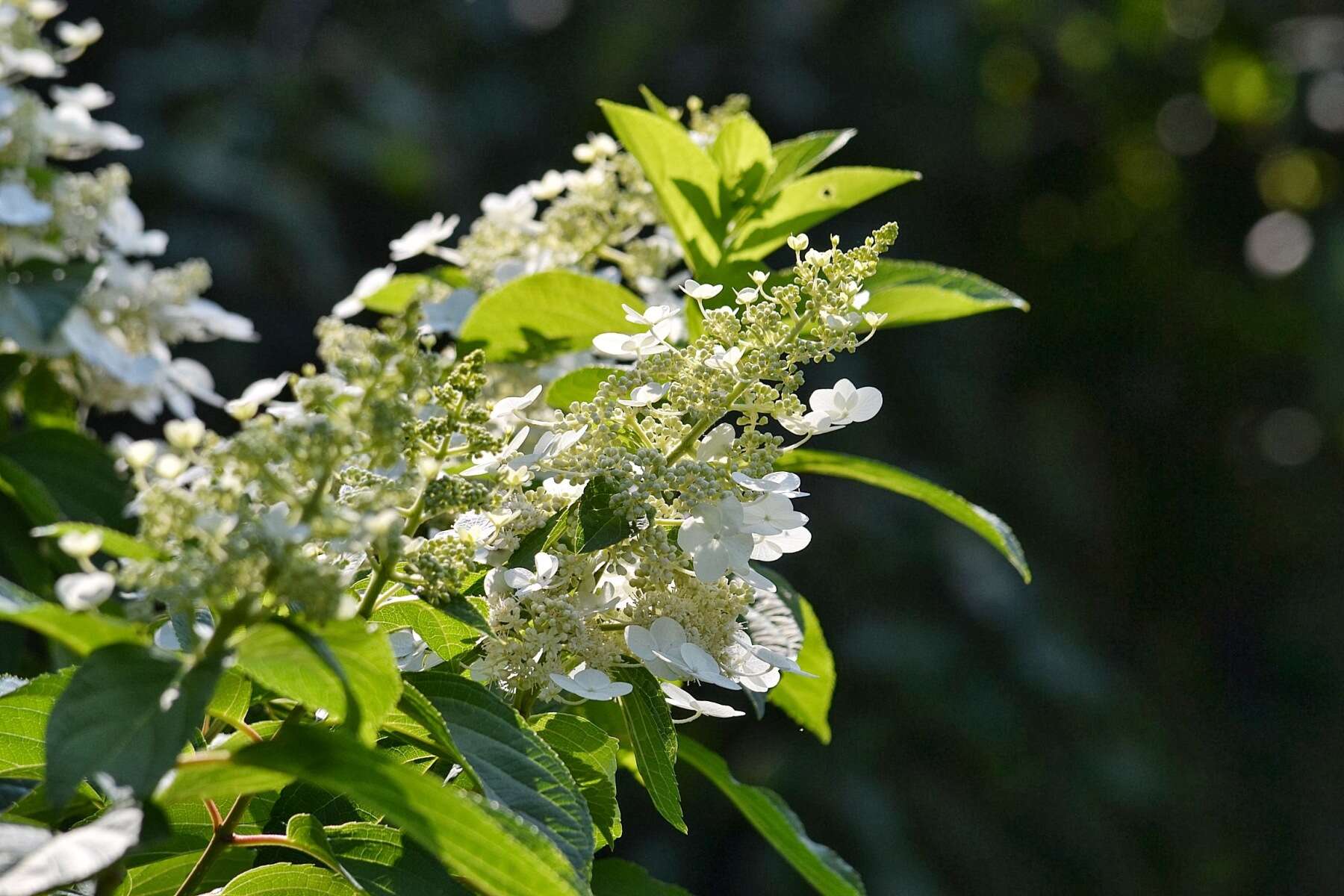 Image of panicled hydrangea