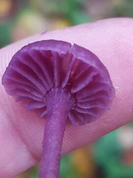 Image of Laccaria amethystina Cooke 1884