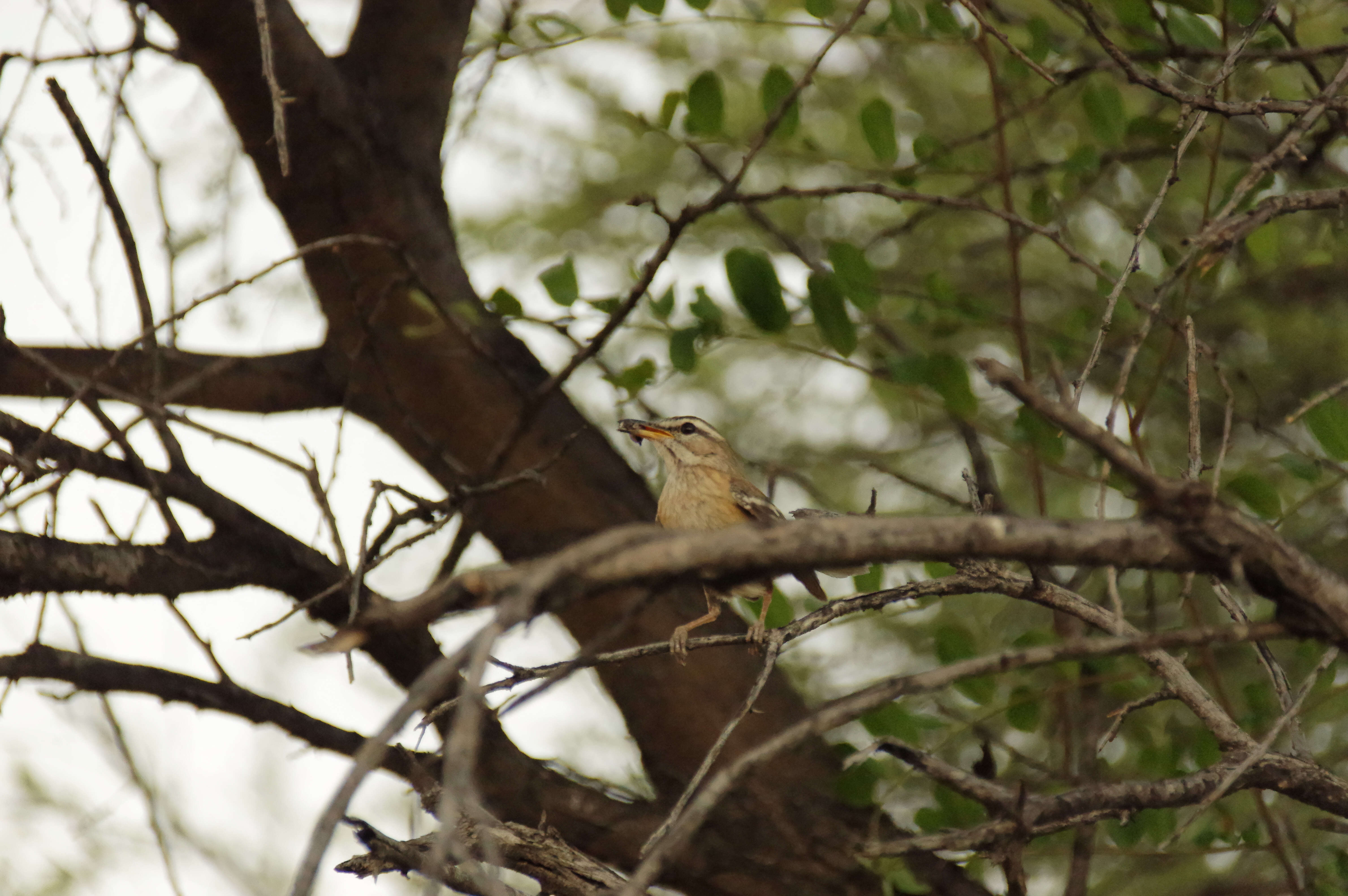 Image of White-browed Scrub Robin