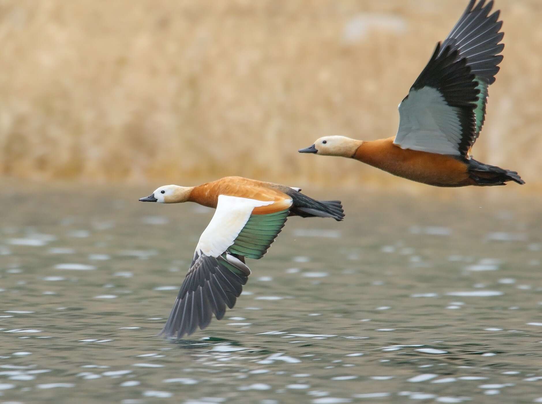 Image of Ruddy Shelduck